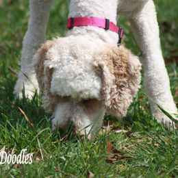 Apple - Poodle