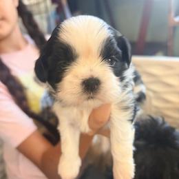 Danielle - Black and white female Shih Tzu puppy in Hemet, California from Aloha Shih Tzu