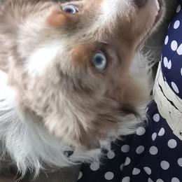 Benji - Miniature Australian Shepherd