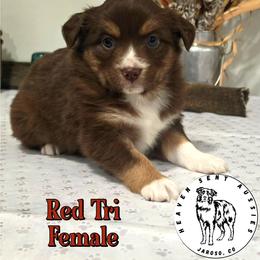 Virginia - Red tri female Toy Australian Shepherd puppy in Jaroso, Colorado from Heaven Sent Aussies