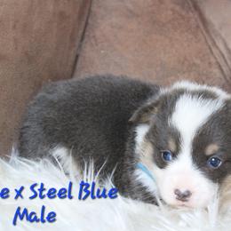 Blue collar male - Blue male Pembroke Welsh Corgi puppy in Wayne City, Illinois from Lash Livestock & Corgis