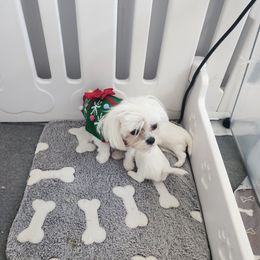 Maltese puppies from My Precious Pups