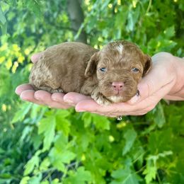 Almond (Ollie) - Red male Cockapoo puppy in Beresford, South Dakota from DAKOTA DOOD RANCH