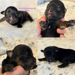 Oliver - Black and tan male Havanese puppy in Lovingston, Virginia from Tye River Havanese