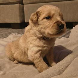 Blizzard (cream collar) - Light golden male Golden Retriever puppy in Tenino, Washington from Oak River Goldens'