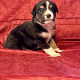 Miniature Australian Shepherd and Toy Australian Shepherd Puppies from Rockin J Lil Aussies