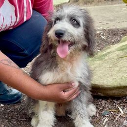 Calvin - Blue Dilute Color - Blue merle male Aussiedoodle puppy in Burkesville, Kentucky from Bline’s Awesome Aussies & Doxies at the Bline Family Farm