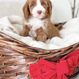 Bernedoodle and Cavapoo Puppies from Wonderful World Doodles