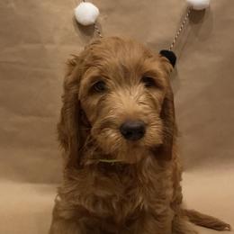Goldendoodle Puppies from Dhalia’s Doodles