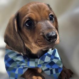 DNA tested Han 2000 - Red male Dachshund puppy in Lady Lake, Florida from Sausage Squad Kennels