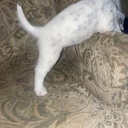 Dalmatian Puppies from Clarks 101 Dalmatians