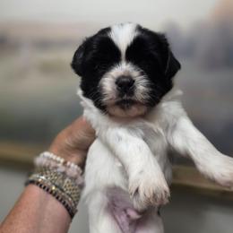 Jack - Black and white male Shichon puppy in Ronda, North Carolina from Willow River