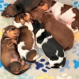 Dachshund Puppies from Drift & Dash Dachshunds