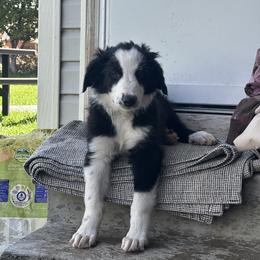 English Shepherd Puppies from Organic Heritage English Shepherds