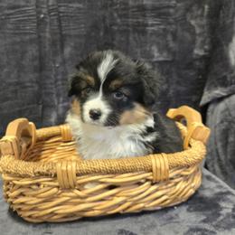 PiNK female - Black and tan female Pembroke Welsh Corgi puppy in Harrisburg, Illinois from Parish Corgis