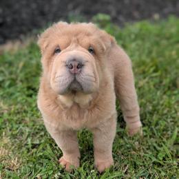 Prozac - Isabella dilute male Chinese Shar-Pei puppy in Clarksville, Tennessee from Wrinkle Bum Shar-Pei