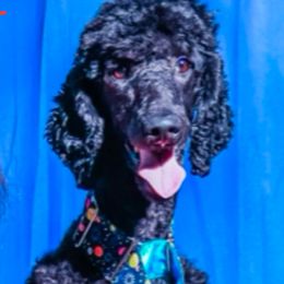 Breezy - Poodle