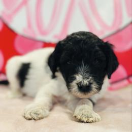 Denver - Goldendoodle puppy from Life of the Parti Doodles