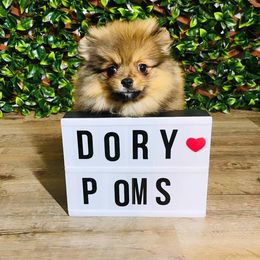 Pomeranians from Dory Poms Zuñiga