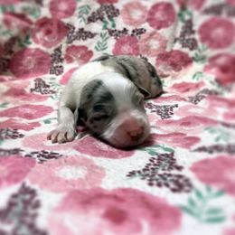 Ramie - Blue merle female Australian Shepherd puppy in Sedalia, Missouri from Affinity Aussies