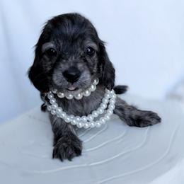 Zsazsa - Brindle female Dachshund puppy in Richmond, Virginia from Irresistible Dachshunds & Cavaliers