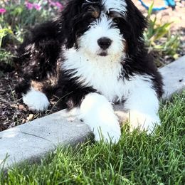 Bernedoodle Puppies from Main Street Bernedoodles