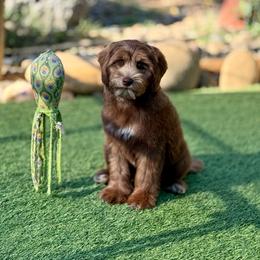 Milk chocolate 2 - Chocolate male Australian Labradoodle puppy in Anderson, California from Shaggy Doodles