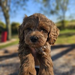 Sparky - Red  male Goldendoodle puppy in Forest, Ohio from Mini Doodle Buddies