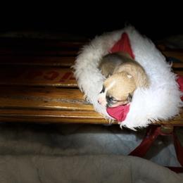 Plunket - Red female Pembroke Welsh Corgi puppy in Delton, Michigan from CorGizmo