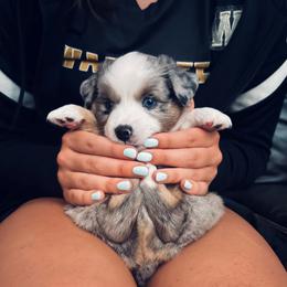 FERB - Blue merle male Toy Australian Shepherd puppy in Syracuse, Indiana from Klenke Toy Aussies