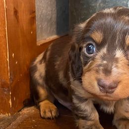 Dachshunds from Hidden Valley Farms