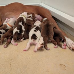 Boxer Puppies from Classic City Boxers