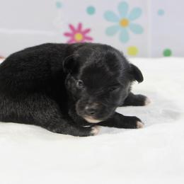 Cocoa - Black & white male Toy Australian Shepherd puppy in Bauxite, Arkansas from J and B Mini Aussies