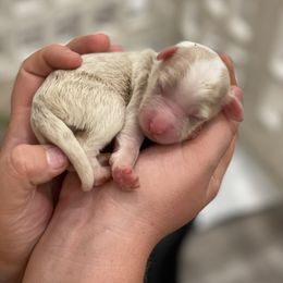Aussiedoodle Puppies from Home Grown Doodles