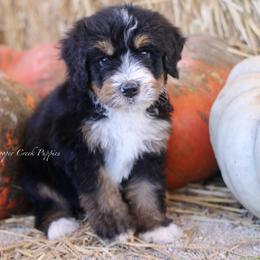 Kit - Tri-color female Bernedoodle puppy in Lowry City, Missouri from Cooper Creek Puppies