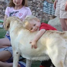Labrador Retriever All Grown Up from High Roller Labradors