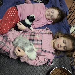 Australian Shepherd and Great Dane Puppies from AEW Farm