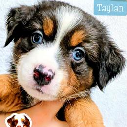 Taylan - Blue merle male Miniature Australian Shepherd puppy in Punta Gorda, Florida from Christie's Creekside Aussies