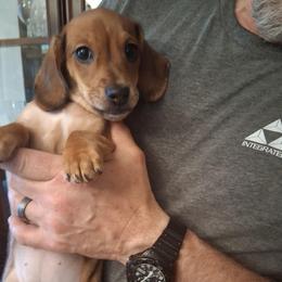 Akc A F 2 - Red female Dachshund puppy in Penn Run, Pennsylvania from Shannon’s Dachshunds