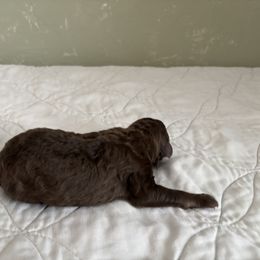 Poodle Puppies from Genesis Kinnibrugh