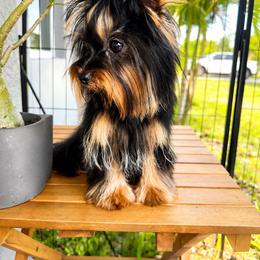Kin Kin CKC - Black and tan male Yorkshire Terrier puppy in Cape Coral, Florida from Katherine’s Yorkies and Poodles
