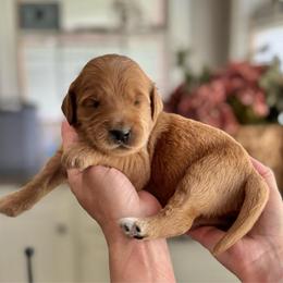 Sneezy- Gray - Apricot male Goldendoodle puppy in Bay City, Texas from Charming Doods Goldendoodles