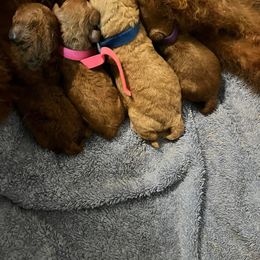 Labradoodle Puppies from Desert Mountain Doodles