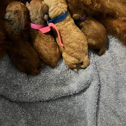 Labradoodle Puppies from Desert Mountain Doodles