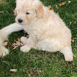 Goldendoodle Puppies from Heart of Michigan Goldendoodles