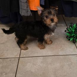 Penny - Yorkshire Terrier
