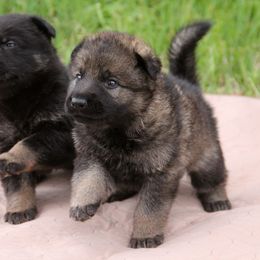 German Shepherd Puppies from Vom Anfang German Shepherds