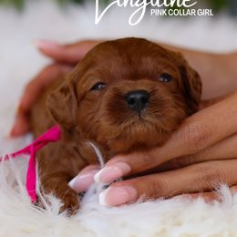Linguine - Red female Cavapoo puppy in Miami, Florida from Bailey & Bella Cavapoos