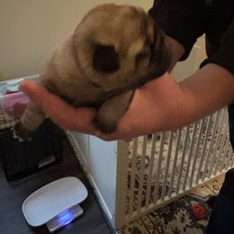 McGonagall - Fawn male Pug puppy in Frisco, Texas from RD Pugs