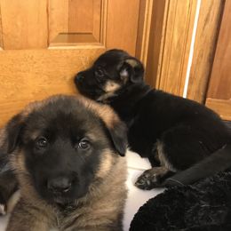Girl 6 - German Shepherd puppy in Ostrander, Ohio from HVC Kennels-Home of Von Monray Elite German Shepherds